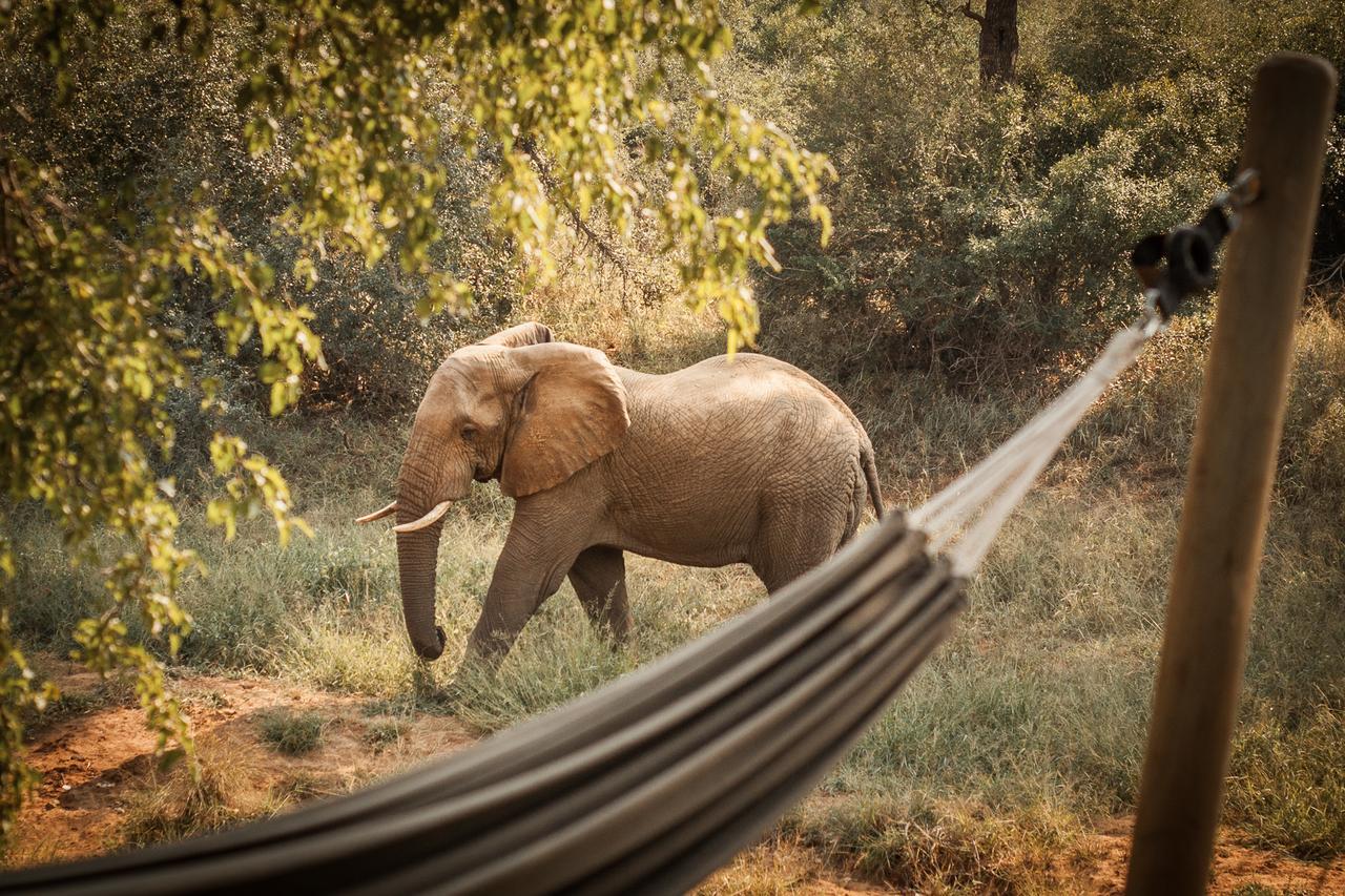 Willa Garonga Safari Camp Makalali Game Reserve Zewnętrze zdjęcie