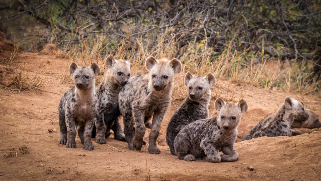 Willa Garonga Safari Camp Makalali Game Reserve Zewnętrze zdjęcie