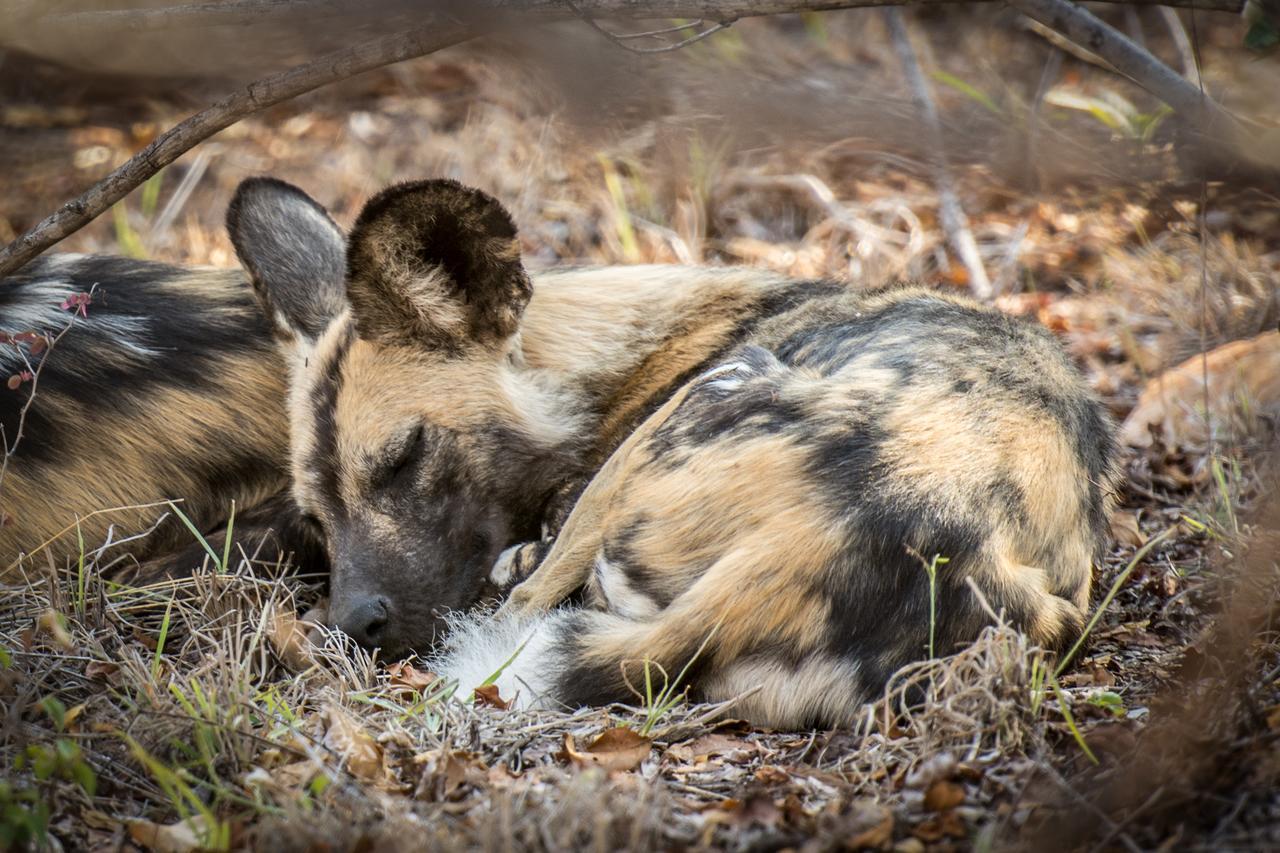 Willa Garonga Safari Camp Makalali Game Reserve Zewnętrze zdjęcie