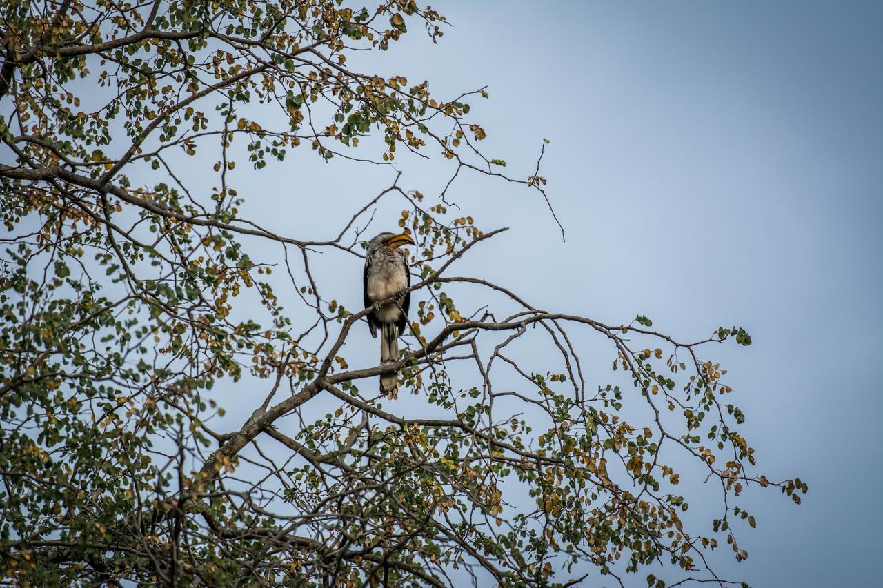 Willa Garonga Safari Camp Makalali Game Reserve Zewnętrze zdjęcie