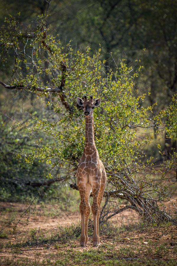 Willa Garonga Safari Camp Makalali Game Reserve Zewnętrze zdjęcie