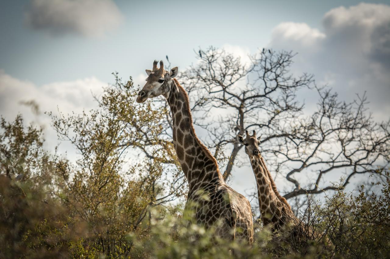 Willa Garonga Safari Camp Makalali Game Reserve Zewnętrze zdjęcie