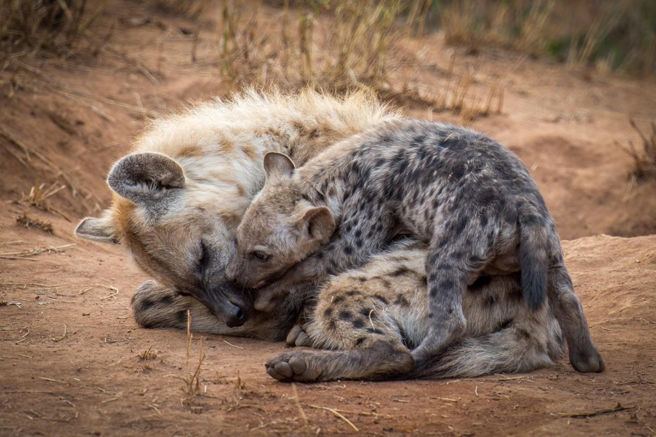 Willa Garonga Safari Camp Makalali Game Reserve Zewnętrze zdjęcie