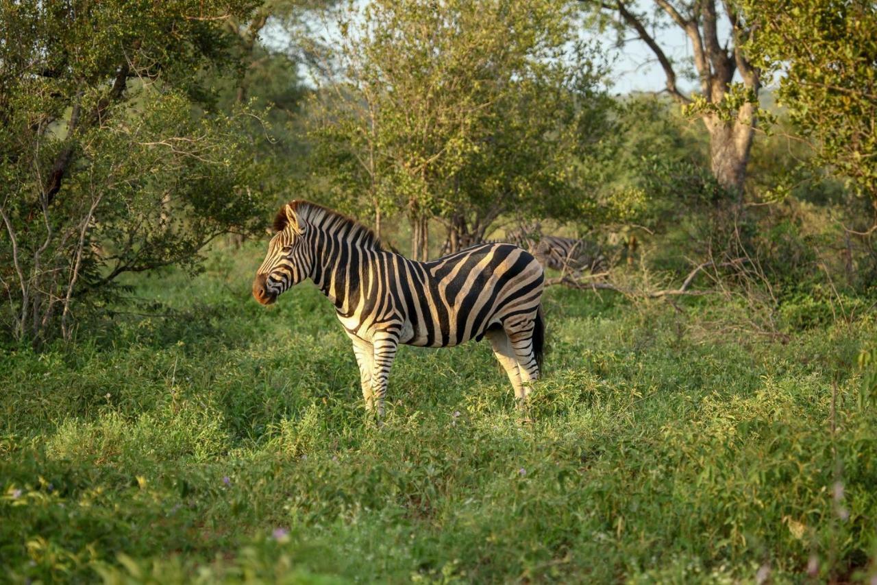 Willa Garonga Safari Camp Makalali Game Reserve Zewnętrze zdjęcie