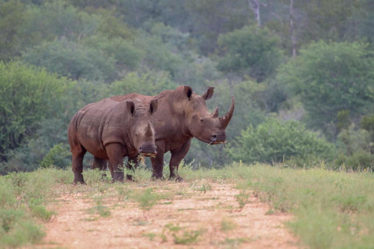 Willa Garonga Safari Camp Makalali Game Reserve Zewnętrze zdjęcie