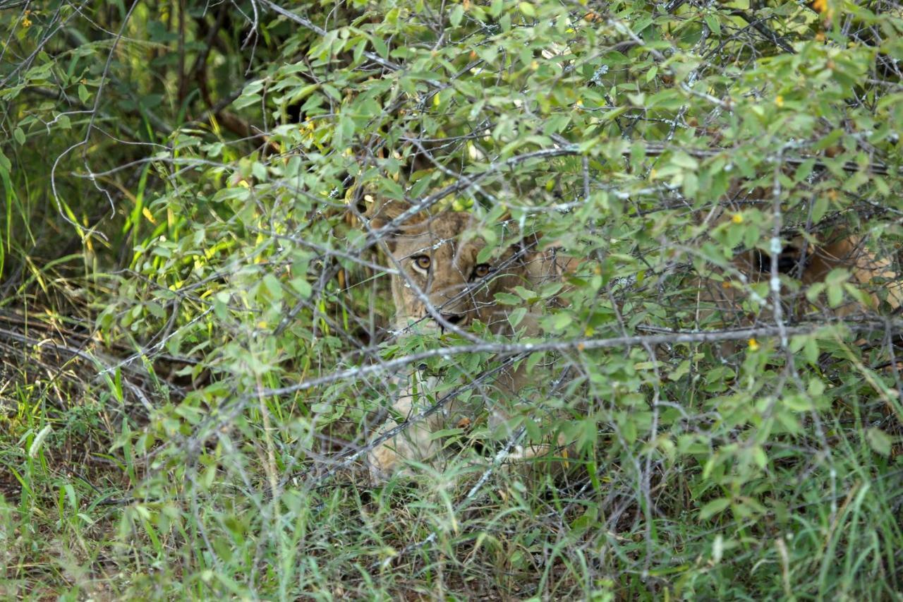 Willa Garonga Safari Camp Makalali Game Reserve Zewnętrze zdjęcie