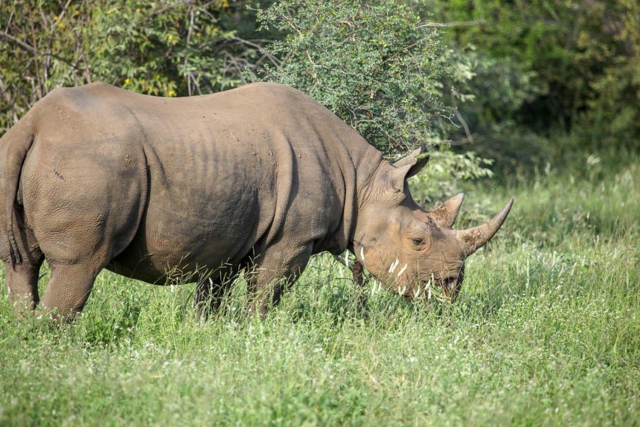 Willa Garonga Safari Camp Makalali Game Reserve Zewnętrze zdjęcie