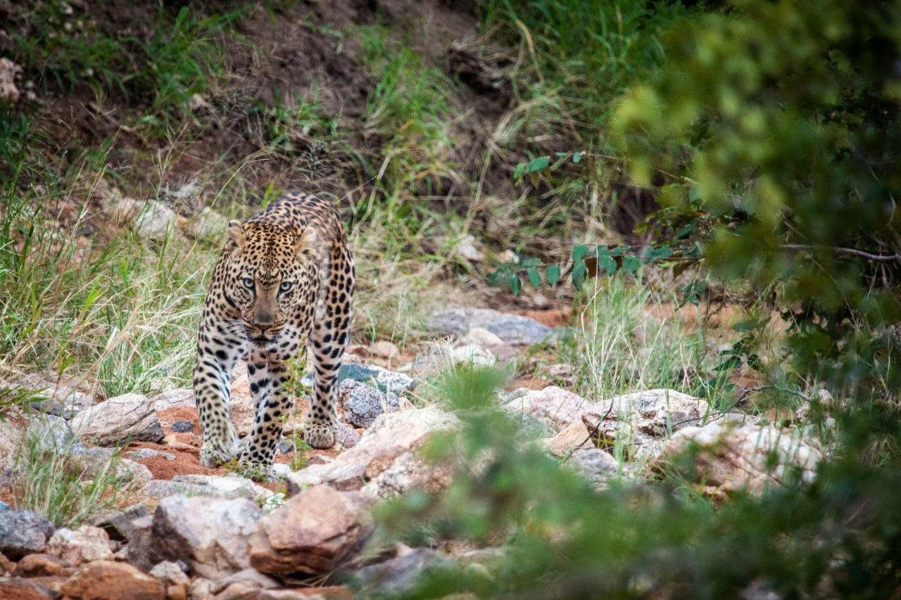 Willa Garonga Safari Camp Makalali Game Reserve Zewnętrze zdjęcie