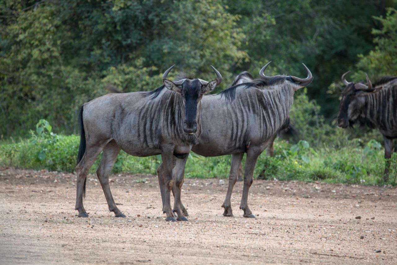 Willa Garonga Safari Camp Makalali Game Reserve Zewnętrze zdjęcie