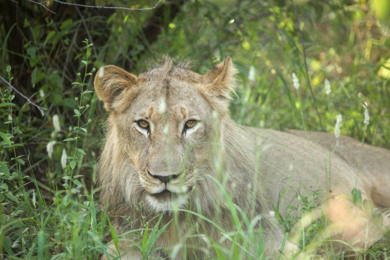 Willa Garonga Safari Camp Makalali Game Reserve Zewnętrze zdjęcie