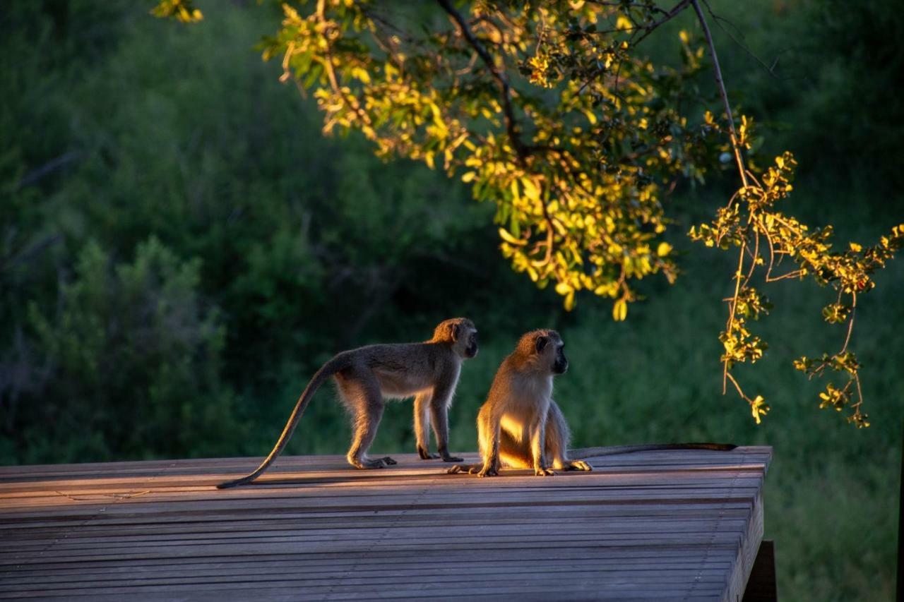 Willa Garonga Safari Camp Makalali Game Reserve Zewnętrze zdjęcie